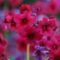 Preview: Primula japonica 'Millers Crimson' - Rote Etagen-Primel